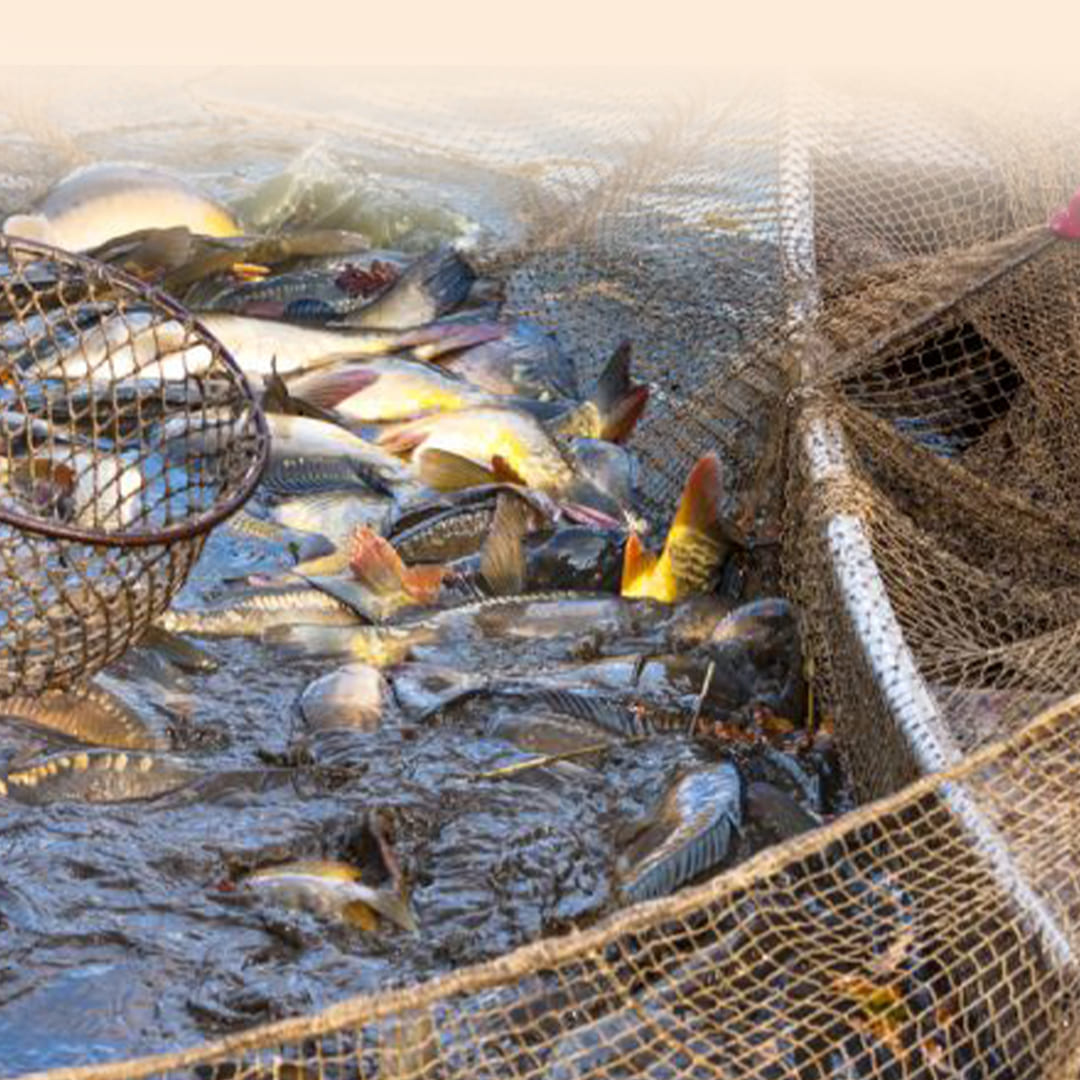 fish farming business